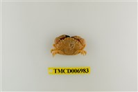 藏品(肉球皺蟹)的圖片